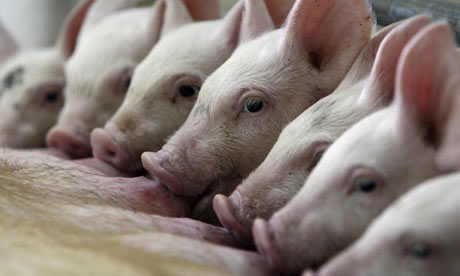 營養因素對豬繁殖性能的影響