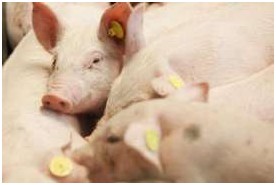 歐洲：負責任地使用抗生素