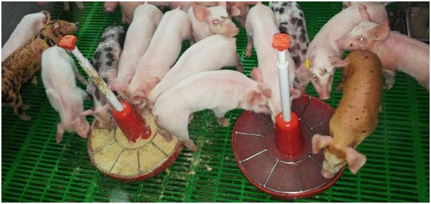 通過水刺激保育豬的飼料采食量