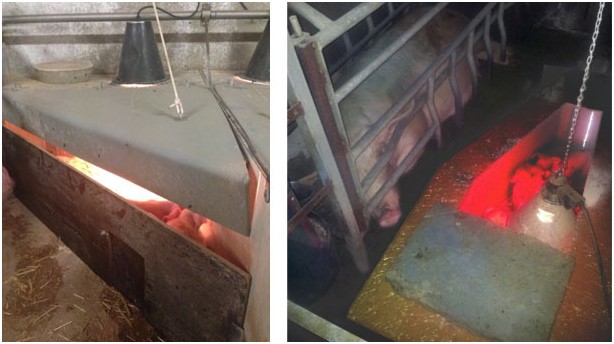 豬場中的分批保育