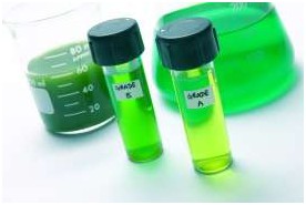 動物飼料中的微藻