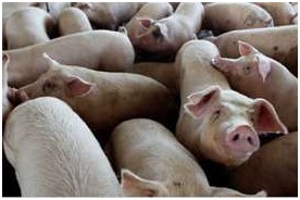 歐洲食品安全局:降低飼料中鋅的最大水平