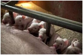 窩仔數較大時，斷奶期關鍵要提高飼料采食量