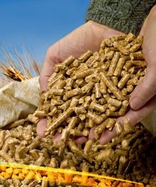 調整飼喂模式提高豬飼料轉化率