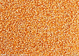 飼料配方能量指標的優選