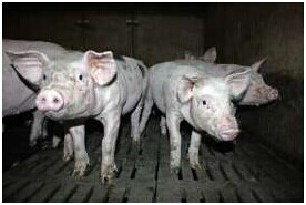 抗生素生長促進劑在復雜日糧中的應用