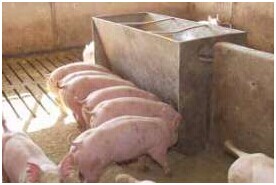 建明工業(yè)：脂類方案可以改善生豬生產(chǎn)