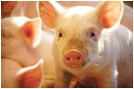 草甘膦對(duì)動(dòng)物健康的影響