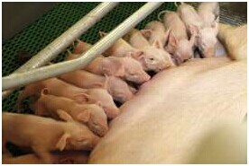 多產(chǎn)母豬的飼養(yǎng)戰(zhàn)略