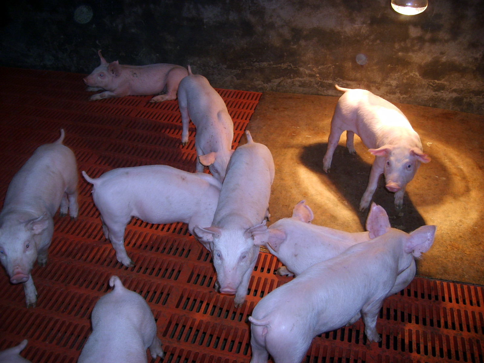 保育期飼喂程序的關鍵點