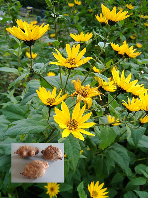 洋姜可做豬飼料，你知道嗎？