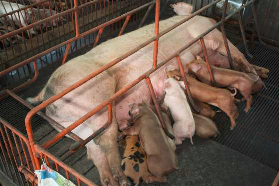 BPEX專注于豬的飼養和性能數據