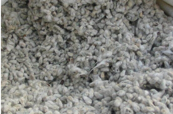 【全棉籽簡介】—加工流程和影響棉粕質量的因素