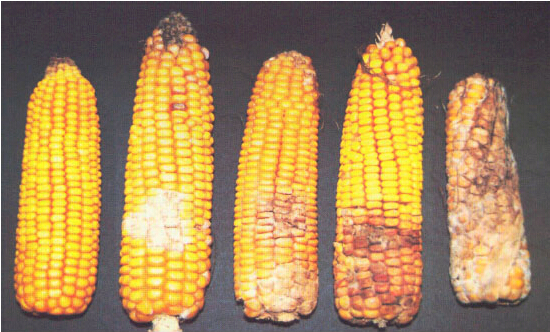 飼料中常見霉菌毒素及最高限量國家標準