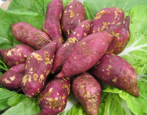 如何科學(xué)的利用紅薯喂豬,你知道嗎