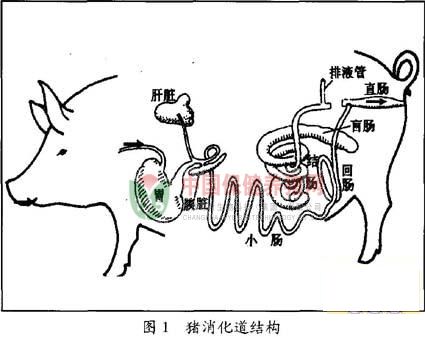 王繼華教授：日糧纖維對豬消化道功能的影響