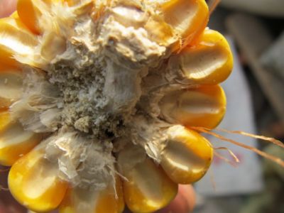 國內外霉菌毒素限量標準的研究近況