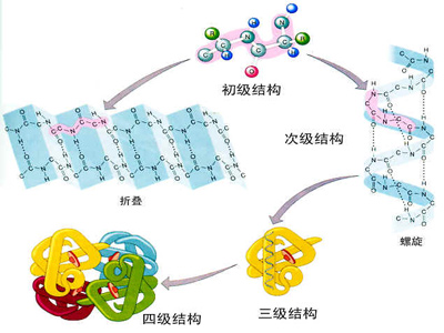 蛋白質在豬體中的作用及添加量