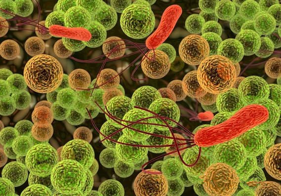 微生態——動物保健養殖新時代