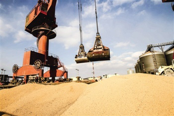 飼料企業如何做好原料采購？