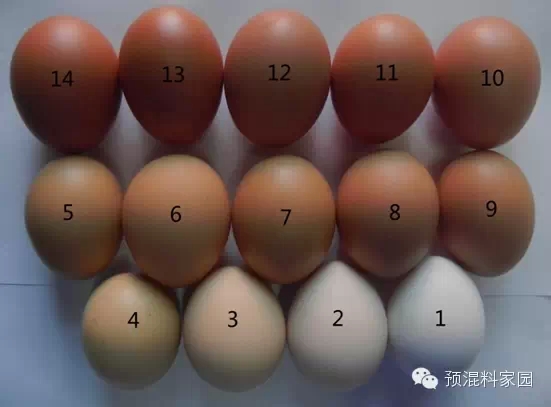 蛋殼比色板和影響雞蛋蛋殼顏色的營養因素