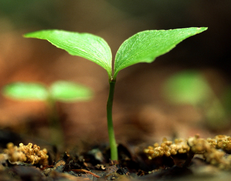 配方中的對應元素