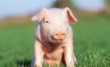 斷奶仔豬消化生理特點(diǎn)及對(duì)過(guò)渡性能量原料的需求