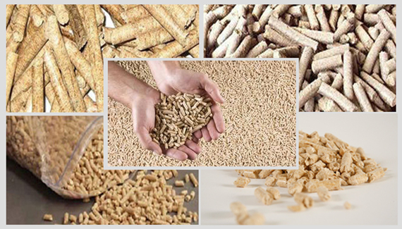 哪些飼料容易讓豬中毒？