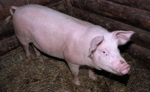 影響母豬產程因素的研究進展