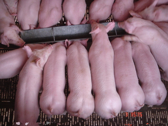 防控仔豬腹瀉之精細化管理