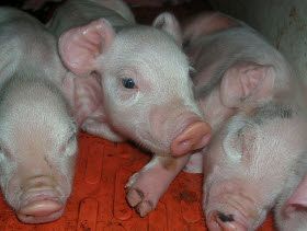 窩產仔數影響母豬初乳產量