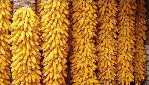 如何區分玉米等級？