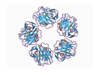 為什么患病牲畜的蛋白質(zhì)需求不同