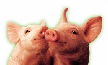 【原創(chuàng)】純核苷酸對(duì)斷奶仔豬生長(zhǎng)性能、體液免疫、腸道結(jié)構(gòu)、腸道細(xì)菌數(shù)的影響