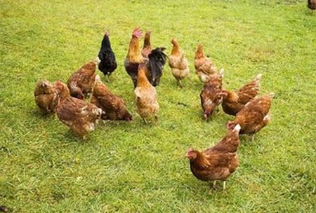 家禽腸道健康：尋求抗生素與細(xì)菌之間的平衡