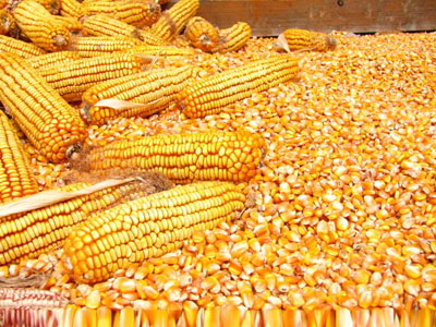 不同玉米及日糧加工方式對保育豬、育肥豬的影響（原創）