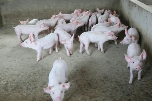 【豬】第六十期：嘔吐毒素誘導(dǎo)的保育豬生長抑制以及海藻修飾型蒙脫石緩解此抑制的潛力