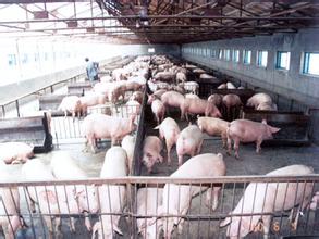 正大聯(lián)手正緣農(nóng)牧投資30幾億在內(nèi)蒙共建豬肉養(yǎng)殖基地