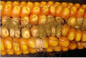 最后一月黃曲霉毒素、嘔吐毒素持續污染嚴重 | 12月霉菌毒素檢測分析報告