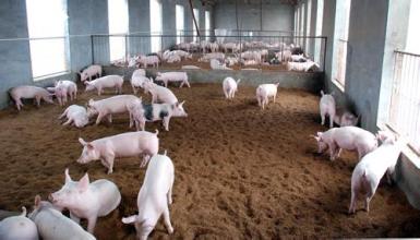 2家企業入選全國生豬遺傳改良計劃種公豬站