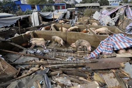 鎮政府強拆養豬場被判違法，賠償31萬多元！這個案例很有意義……