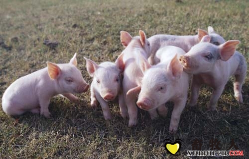 農業部關于印發2017年動物及動物產品獸藥殘留監控計劃的通知