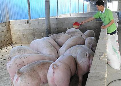 母豬圍產期減料100%錯誤，圍產期母豬該這么喂！