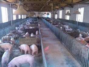 這些豬場建設(shè)誤區(qū) 你的豬場中了幾條？