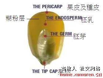 玉米感官圖解