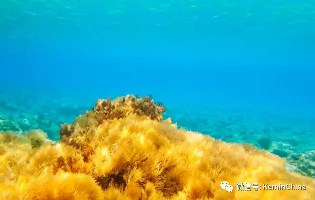 建明工業收購一項獨特β葡聚糖技術