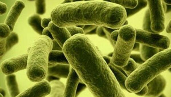 丁酸梭菌的研究應(yīng)用進(jìn)展