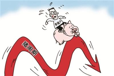 豬價下跌成本壓縮，多面夾擊下養豬人未來的希望在哪兒？