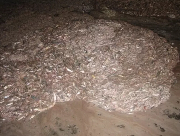 飼料原料質(zhì)量保障技術(shù)