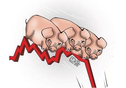 專家：豬價不存在大幅下跌的可能，但這3點需要注意！